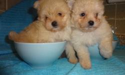 I have 2 maltese X for sale, non shedding, hypoallergenic, super cute, very friendly and good with other pets, children.
They got 1st shots, dewormed and also checked by a vet.
THESE TWO WERE BORN ON: 10/29/2011, 8 WEEKS OLD, READY TO GO NOW.
REALLY TINY