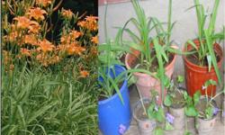 I have many perennials for sale. Please let me know which plants and how many of each type you are interested in so I can have them ready for you when you come over.
Day Lilies (orange) - $2/pot
* Requires full or part sun
* The flowers are large on tall