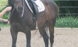 2001 registered CSH mare, by Prinz Habicht (Trakenher) out of TB mare. Despite her breeding, this mare has a very laid back attitude about work and life. Mocha stands at 15.3 hands and is dark bay with a small star and 2 white hind socks. She is currently