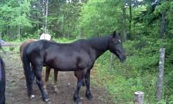 Black percheron/quarter horse mare 15.1 18 yrs $1000. ridden english and western.
White/grey speckled percheron mare 16 h 15yrs $1000 obo. Rideable and worked in woods. **MUST GO BEFORE WINTER**