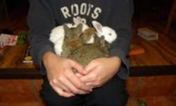 I have meat rabbit for sale, they are 6 weeks now and ready to go to their new home, various colors.
thanks
