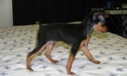2 adorable male min pin puppies tails docked are loveing and playful raised in family home around other dogs and cats  400.00 or best offer
call fred at 780-712-5283
 
 we live in niton junstion witch is 1 hr and 20 min west of edmonton on hy 16