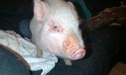 We have a loving minature pot belly female pig - almost 4 months old  who needs a loving home.  She is pink with a few black markings.
Crate trained, loves to be with people.  Needs a family who has more time to spend with her.  Loves to cuddle.  Will