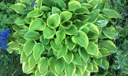 So beautiful these mini hosta, very lovely purple flowers.
4 types not sure of the names
Full sun or part shade
Blue ......
Vareigated green leaf ....
Gypsy rose .......
Mickey Mouse ......
Will dig up when you come yo pick them up.
10" clump or
Pot size
