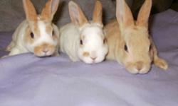 I have 3 mini rex bunnies, 1 brown and 2 white with brown markings
 born Nov.1,2011
 
Also have 3 mini rex bunnies, 1 rust brown and 2 white with brown markings
born Nov.5, 2011
 
the first and second pics are the bunnies born Nov.1
the 3rd pic is the one