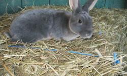 purebred mini rex baby rabbits very friendly perfect 4H projects, two grey females . Parents chocolate with light brown aroung feet ears and eyes. Parents are grand champion 4H rabbits(not for sale) Will be bred again next year.
Thanks for reading