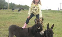 Little mini donkeys for sale.  Kid friendly and great sheep/goat guard animals.  Jennies only.
