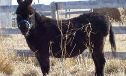 Looking to find good homes for Burt and Ernie. Burt and Ernie are Black donkeys. They are both gelded, halter broke friendly and cute! Their vacinations and deworming are up to date. They are used to getting their hooves trimed so stand good for the