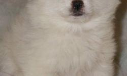 Purebred Miniature Eskimo Spitz Puppies. They look like little snowballs, they are too cute!! Eskie's make great family dogs! They grow to be about 10-15 lbs. Ready for Christmas! Reserve your puppy now, 2 females still available. They will come with