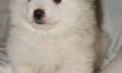 Purebred Miniature Eskimo Spitz Puppies. They look like tiny polar bear cubs, they are too cute!! Eskie's make great family dogs! We have 1 female and 3 males left, they will come with their first set of vaccines, will be dewormed, and come with a great