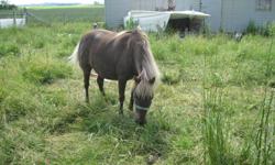 Two miniature mares, around 35 inches.  One used for birthday parties and pony rides and the other is a brood mare.  Both are 7 years old.  One miniature yearling filly.  Chestnut, blonde mane and tail.  Halter broke.  All just had their feet done and