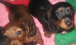 Purebred CKC Reg'd Miniature Long-haired Dachshund puppies of European Champion Bloodline for sale. Two males: red and black&tan.
 
Beautiful, smart, and affectionate. First vaccines and microchipped.
