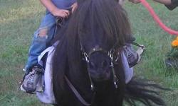 hi,
 
i have an 11yr old black shetland pony gelding who needs a small rider for winter due to the fact i'm too big to ride him. very energetic but behaves well.
 
will jump anything you want him too - Square bales, poles, logs, water, ditches, tires...
