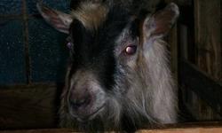 5 minture billy goats for sale
3 born in 2011
1 born in 2010
1 is a mature goat
 
Asking $80.00 per goat or best offer, please contact Red by email only