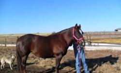 Molly- 11 year old quarter horse mare well broke to ride but she needs a intermediate rider only because i have no time for her and she just needs a refresher. She would make a great 4H horse with time, because she loves other horses and she just loves to