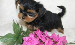 Five absolutely adorable Maltese X Yorkshire Terrier babies!
These adorable babies have a 6lb Mom who is a fabulous, happy, outgoing Yorkshire Terrier, and a 5llb Dad who is a cuddly, affectionate Morkie (Maltese X Yorkie). Making these adorable little