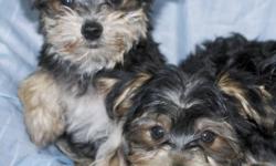 Maltese X Yorkie Pups!
Tiny, Non-shedding balls of fluff
Parents 6 & 9 lbs so will stay small
Health exam, vaccinated & dewormed
Affectionate, Good with kids
Call or email to come visit
905-704-8763