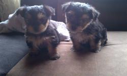 Morkie puppies 4 sale -
Mother is an 8lb Maltese, Father is a 6lb yorkie
Two males was all she had, they have had their
Tails docked and will come vet checked and shots
Up to date.
Very trainable, lovable. Puppies!
