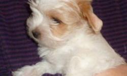 Fun loving gentle breed looking for a home. MORKIES
1 Tiny pup (boy) available Home raised on Orijen puppy food, Let us know if interested . Email a phone number and we would be happy to contact you
