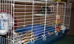 our mother (2 and a half maybe 3 years old) and daughter (year and a half) chinchillas are looking for a new home we just dont have the space for them in our new home we have tried over the last year to make room but its just not working out. asking $150