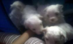 need to get rid of these puppies
there's four of them :)