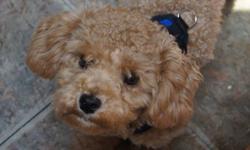 Cute toy poodle for sale. Our 2-year-old son is too aggressive with the puppy and we aren't able to give him the attention he deserves. Has all of his needles except for one and is pad-trained. He is 6.5 lbs and 11 months old and very cuddly. His name is