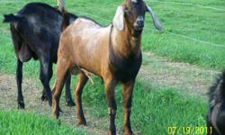 Selling a 2010 purbred Nubian buck,proven breeder,ex.bloodlines,very tame and easy to work with,please email for more info.,thanks.