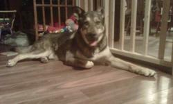 Need a home for our dog Odin. Good with kids and other dogs. Odin is husky/sheppard mix very friendly. Odin is neutred and shots up to date including rabie shot as of October 15th, 2011.
He would be excellent on a farm with room to run. He loves to run