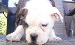 We have one male Olde English Bulldogge pup that needs a forever home.  Unfortunately his new owners were unable to take him home. He is an awesome brindle that is partially house and crate trained, only periodic accidents.
 
He will make a wonderful