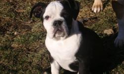 Female pup has 1st and 2nd shots, has been de-wormed and is registered with the International Olde English Bulldogge Association