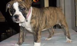 Ready to go to forever family homes only 3 left at a reduced price
of $1200 FIRM
georgeous IOEBA (international olde english bulldogge association) registered olde english bulldogge (old english bulldog) rare breed, make amazing family pets. goofy