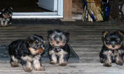 WE are as small Mom and Pop operation; we raise YOrkies as a passion and love to see our furbabies going to good homes; therefore our prices are a bit lower than other reg'd CKC breeders, plus we are in the Muskokas so for some of you, its a bit of a