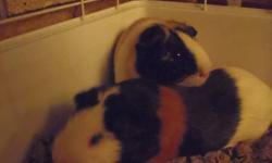 I have two very friendly smooth haired guinea pigs (see pictures). They are about a year and a half old. I love them dearly, but I find I do not have as much time to spend with them as I would wish. I would love if someone would take them both, but if you