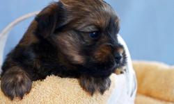 One Beautiful Boy for sale out of a litter of two!
Sweet little boy who loves attention, home raised with both parents, good with other animals..
1/2 yorkie, 1/4 poddle, 1/4 pomeranian. He is 9 weeks old now and comes with his first set of shots,