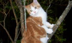 Very friendly male orange and white tabby cat 5 months old for adoption.  delivery available.