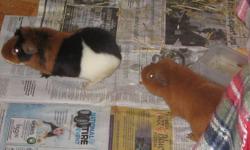 I am currently caretaking for my cousin her 2 guinea pigs and she has asked me to find them a home. She got them in May '11 when they were 6 wks old so they have a long life ahead of them. Rusty and Snickers and by their pictures you will know who's who.