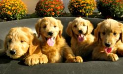 STUNNING F1 and F1B GOLDENDOODLE PUPPIES AVAILABLE NOW FOR SALE CONTACT US 10 am - 9pm TO GET DIRECTIONS AND TO ARRANGE AN APPOINTMENT!
We also have other litters for you to choose from, including extremely smart Aussiedoodles! and outstanding