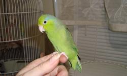 green male pacific parrotlet for sale with cage, toys and cover for bedtime. very friendly and playful. looking for a forever home. asking $80 or best offer