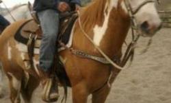 Paint gelding for sale he has done quite abit for only being 6yrs old. He is papered. My son has roped off of him he has headed and heeled. He has hauled and won money off of him. He took him to a rodeo and steer wrestled off of him. Right know we have at