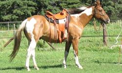 2004 APHA Red dun tobiano gelding, 14.3 hh. Nice friendly horse, has decent ground manners but is still very green due to lack of time. He's been exposed to tarps, balls, flags etc. and handles it all well. Could probably make a nice trail horse with more