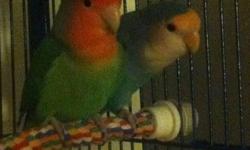 Hi, I have a pair of beautiful lovebirds.I cant keep these birds anymore because i am too busy with my schoolwork.
These lovebirds are very active, love to play with toys and they just LOVE your attention. If you are interested in buying, please email me