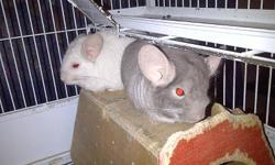 pair of chinchillas for sale. with big cage, lots of toys and food. the grey one is a male and the full white one is a female. serious inquiries only please. they need a good home $300 o.b.o....henry
Visits: 107