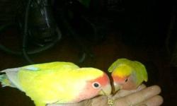 Moving to a smaller home and sadly must sell our untame lovebirds They will sit on your hands shoulders and head. WIll fly to you if offered a treat. Must go to a loving home.
includes
large cage
stand
food
toys and accessories
Asking $150 OBO
Serious
