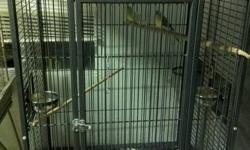 Pair of Redrum Birds for Sale. Beuatiful Large Cage for $300.