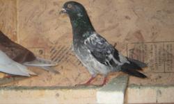 Pure Bred Pakistani Pigeons For Sale. Please call Aman at 416 845 9479.
