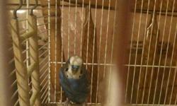 lovely, beautiful bird with cage.There is no one to take care of it so were selling it.