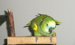 Amazon Parrot 1 year old. Very smart beautiful bird. Hand fed talking bird has a large vocabulary already.  Likes to be with people and on your shoulder and will talk to you all day.