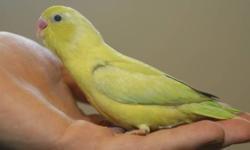 Parrotlets newly weaned, ready for new homes.
They are the smallest type of parrot kept in the pet trade.
Very cute, and intelligent, they can learn to talk and imitate noises.
They easily learn simple tricks, (check out youtube).
I am located in