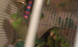 Baby Parrotlets for sale. Born Mid August/2011. We are looking for new homes.