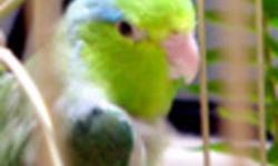 Breeding Pair of Parrotlets $150.00  -  Male is Blue and the Female is Yellow with Blue tips on her wings (PROVEN) - Age about 1 1/2 years old. Available Soon 4 Healthy Green Baby Parrotlets 2 Female and 2 Male are now out of the nest and in about 2 to 3